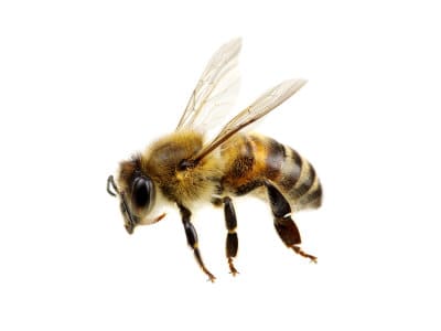 Bees-Apidae-Spp.-Pest-Solutions-Pest-Control