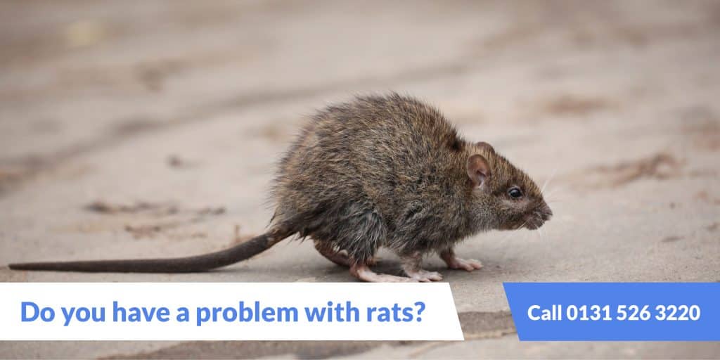 Rat Problem Edinburgh