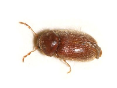 Biscuit-Beetle-Stegobium-Paniceum-Pest-Solutions-Pest-Control