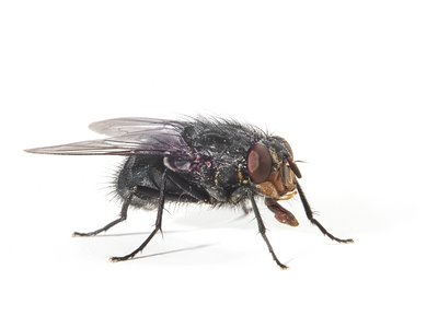 Bluebottle-Flies-Calliphora-Vomitoria-Pest-Solutions-Pest-Control