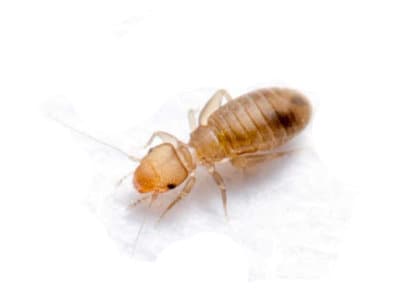 Booklice-Psocodea-Spp.-Pest-Solutions-Pest-Control