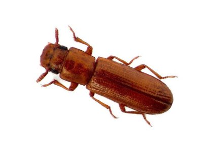 Broadhorned-Flour-Beetle-Gnatocerus-Cornutus-Pest-Solutions-Pest-Control