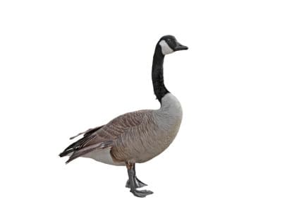 Canada-Geese-Branta-Canadensis-Pest-Solutions-Pest-Control