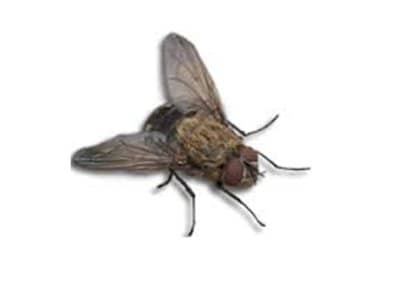 Cluster-Flies-Pollenia-rudis-Pest-Solutions-Pest-Control