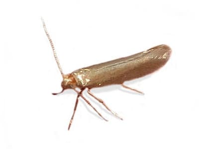 Common-Clothes-Moth-Tineola-bisselliella-Pest-Solutions-Pest-Control