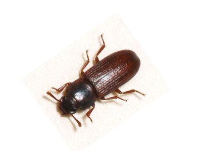 Confused-Flour-Beetle-Tribolium-Confusum-Pest-Solutions-Pest-Control