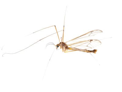 Crane-Flies-Tipulidae-Spp.-Pest-Solutions-Pest-Control