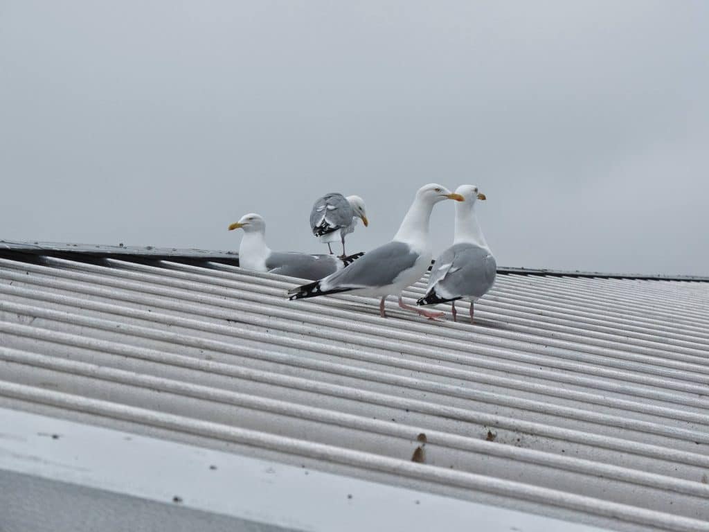 Gull Control Services