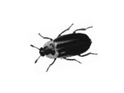 Dermestes-Beetle-Dermestidae-Spp.-Pest-Solutions-Pest-Control