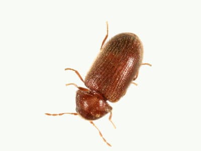 Drugstore-Beetle-Stegobium-Paniceum-Pest-Solutions-Pest-Control