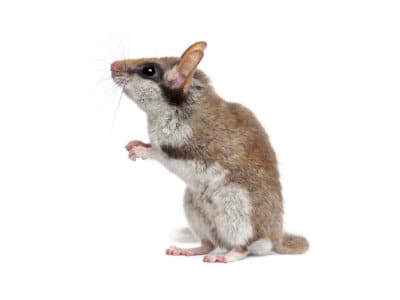 Edible-Dormouse-Glis-Glis-Pest-Solutions-Pest-Control