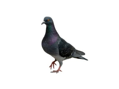 Feral-Pigeons-Columba-Livia-Pest-Solutions-Pest-Control