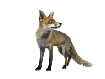 Foxes-Vulpes-Vulpes-Pest-Solutions-Pest-Control