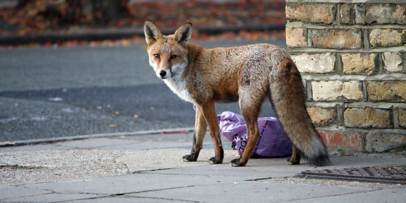 Foxes (Vulpes vulpes) - Pest Solutions - Pest Prevention