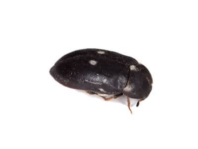 Fur-Beetle-Attagenus-Pellio-Pest-Solutions-Pest-Control