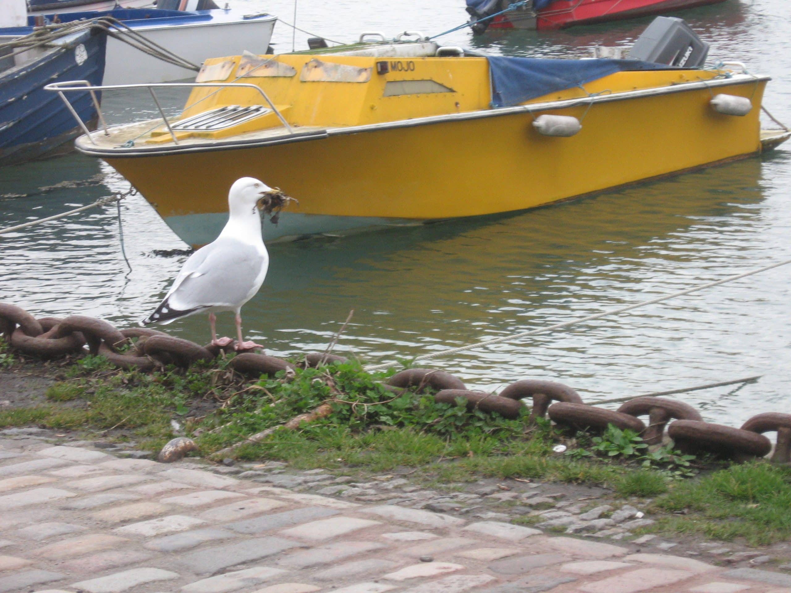 Gulls feeding