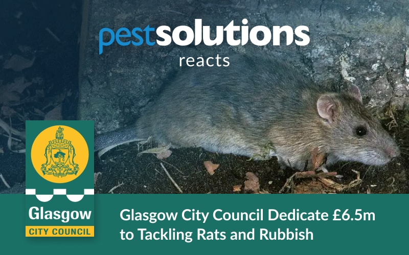 Glasgow City Council Dedicate £6.5m to Tackling Rats and Rubbish - Blog Featured Image