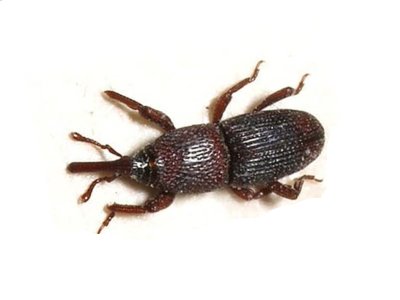 Grain-Weevil-Sitophilus-Granarius-Pest-Solutions-Pest-Control