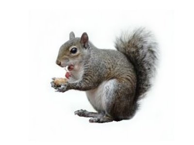 Grey-Squirrels-Sciurus-Carolinensis-Pest-Solutions-Pest-Control