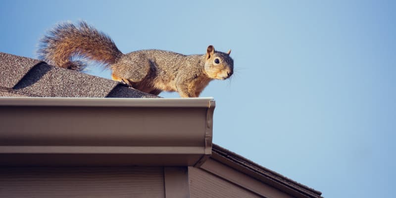 Grey Squirrels (Sciurus carolinensis) - Pest Solutions - Pest Prevention Glasgow