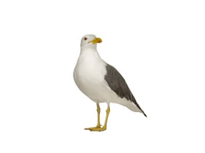 Gulls-Laridae-Spp.-Seagulls-Pest-Solutions-Pest-Control