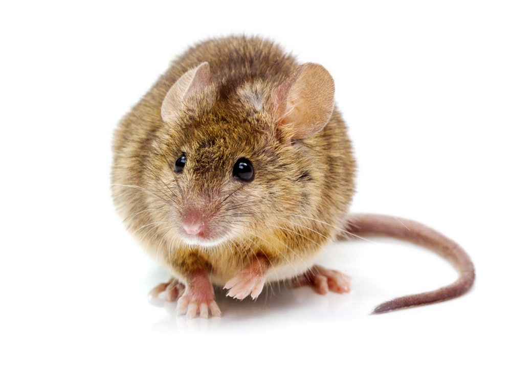 How to get rid of mice - Mus Musculus