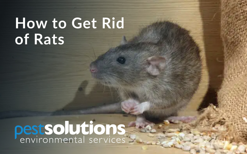 Rat Control Glasgow Pest Solutions