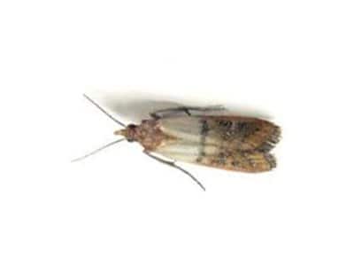 Indian-Meal-Moth-Plodia-Interpunctella-Pest-Solutions-Pest-Control