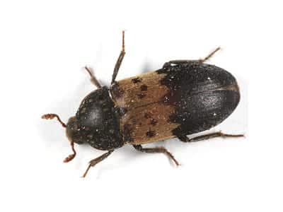 Larder-Beetle-Dermestes-Lardarius-Pest-Solutions-Pest-Control