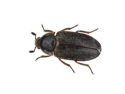 Leather-Beetle-Dermestes-maculatus-Pest-Solutions-Pest-Control