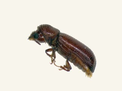 Lesser-Grain-Borer-Rhyzopertha-Dominica-Pest-Solutions-Pest-Control