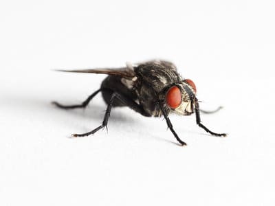 Lesser-House-Flies-Fannia-canicularis-Pest-Solutions-Pest-Control