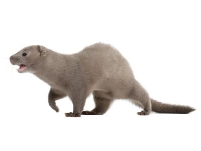 MINK (MUSTELA VISON)