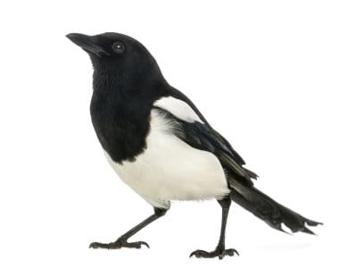 Magpies-Corvidae-Spp.-Pest-Solutions-Pest-Control