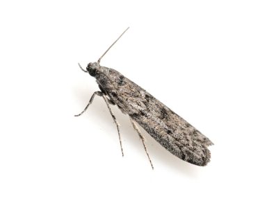 Mediterranean-Flour-Moth-Ephestia-Kuehniella-Pest-Solutions-Pest-Control