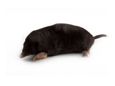 Moles-Talpa-europaea-Pest-Solutions-Pest-Control