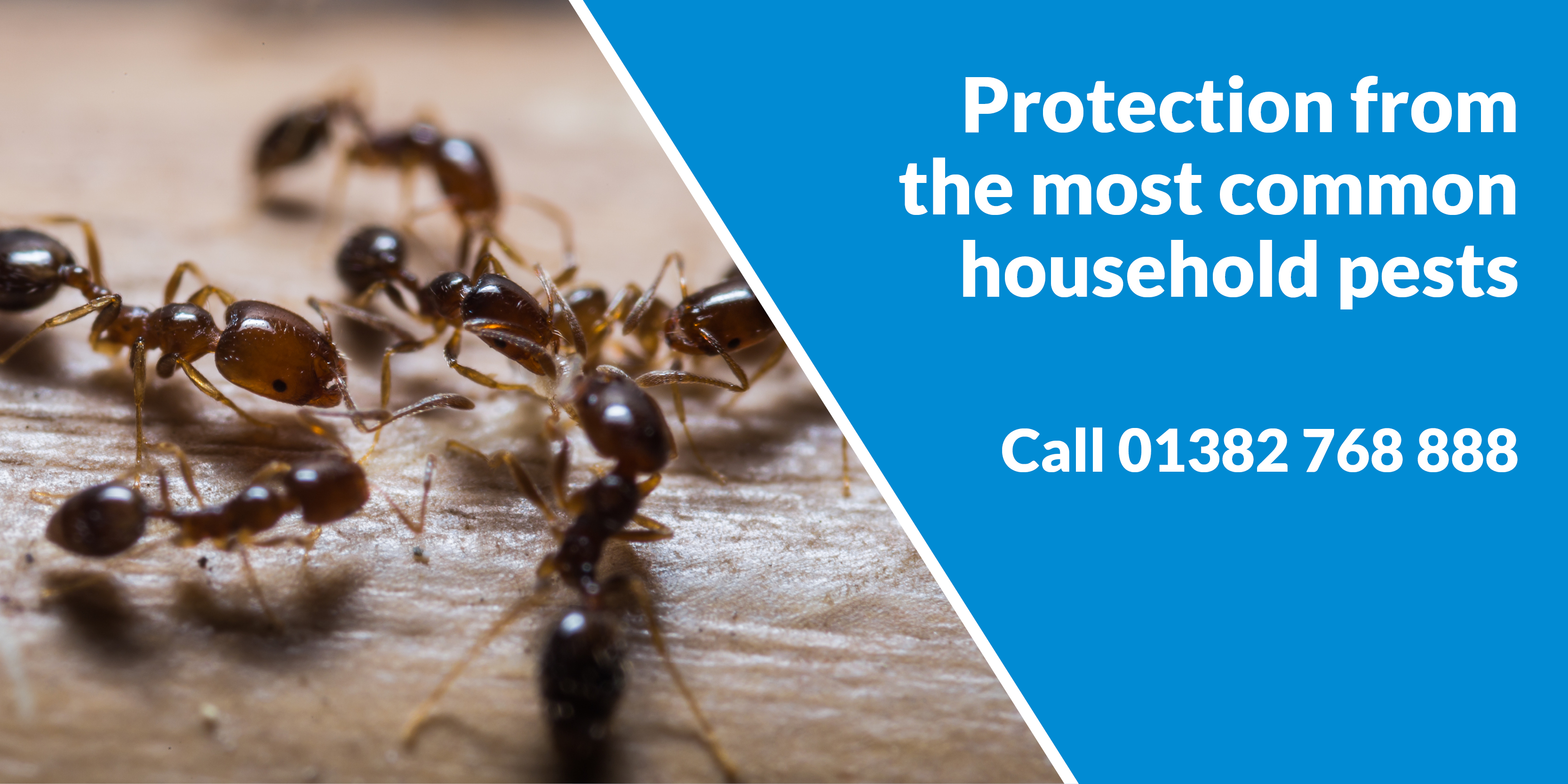 Pest Control Services Dundee Pest Solutions