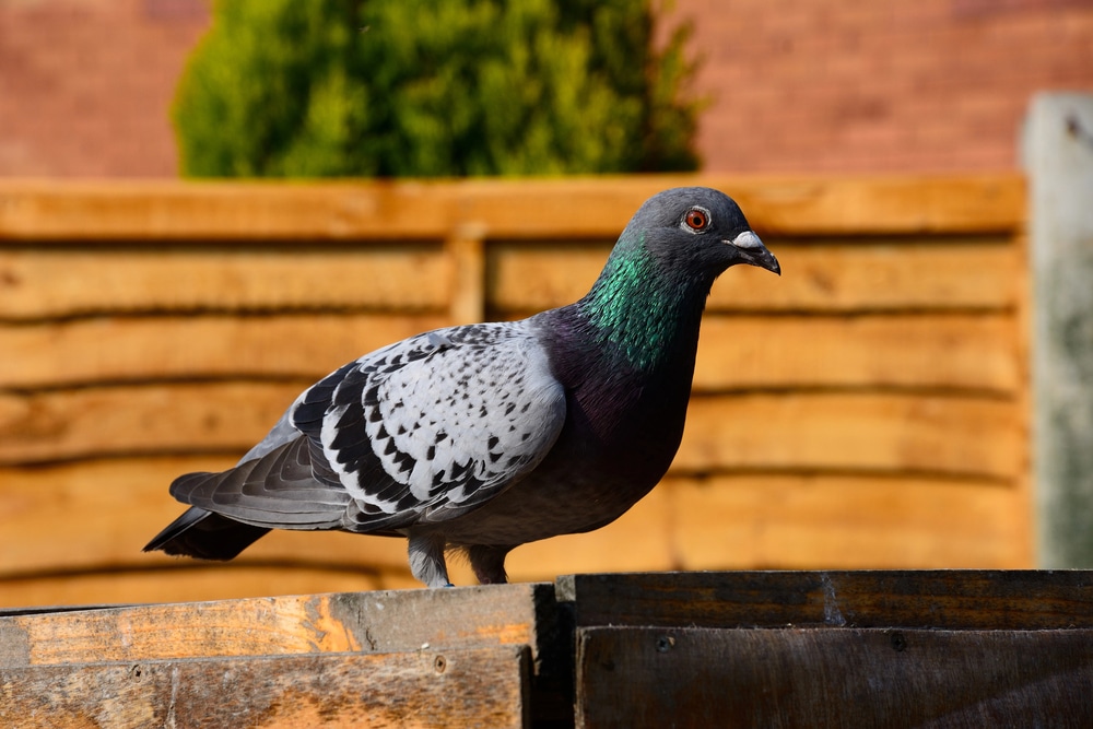 Pigeons in garden