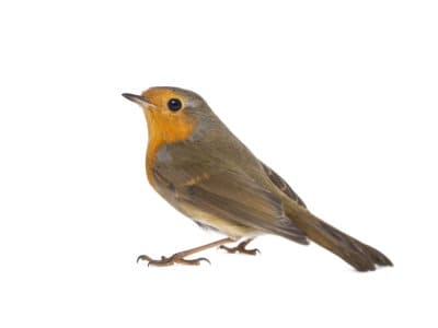 Robins-Erithacus-Rubecula-Pest-Solutions-Pest-Control