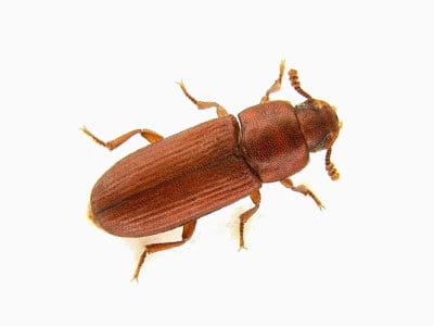 Rust-Red-Flour-Beetle-Tribolium-Castaneum-Pest-Solutions-Pest-Control