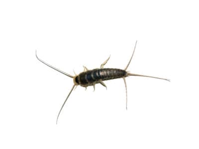 Silverfish-Lepisma-saccharina-Pest-Solutions-Pest-Control