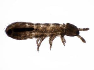 Springtail-Collembola-spp