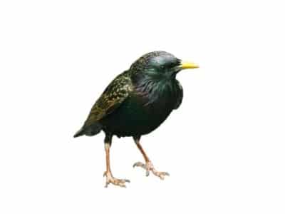 Starlings-Sturnus-Vulgaris-Pest-Solutions-Pest-Control