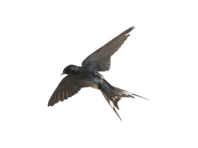 Swallows-Hirundinidae-Spp.-Pest-Solutions-Pest-Control