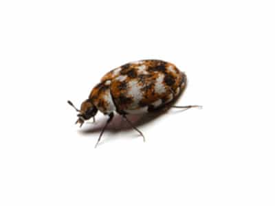 Varied-Carpet-Beetle-Anthrenus-Verbasci-Pest-Solutions-Pest-Control