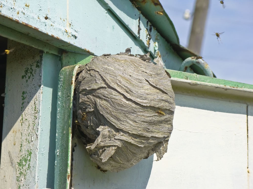 wasp nest removal