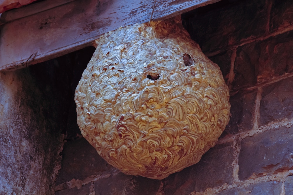 Wasps Nest