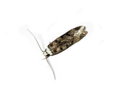 White-Shouldered-House-Moth-Endrosis-Sarcitrella-Pest-Solutions-Pest-Control