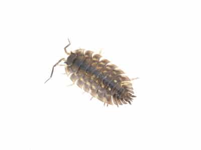 Woodlice-Slaters-Oniscidea-Spp.-Pest-Solutions-Pest-Control