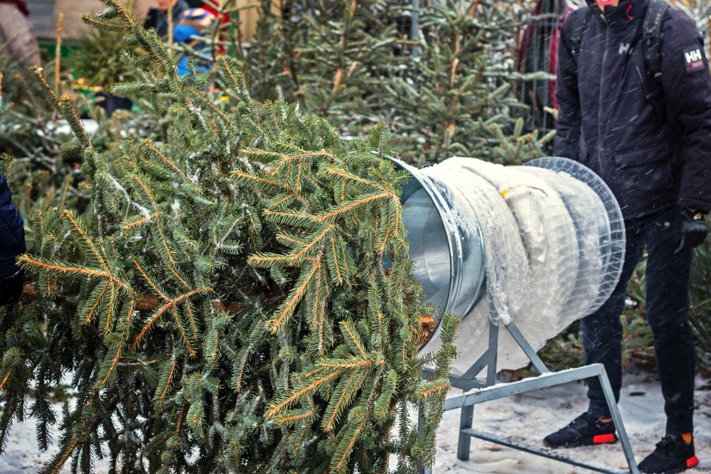 bugs in christmas tree